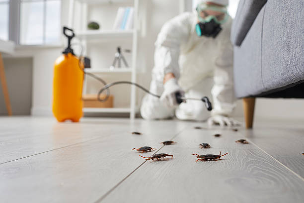 Post-Treatment Bed Bug Interceptor Monitoring in Cedarville